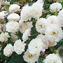Rosa (P) 'White Pet' A kwaliteit wortelgoed vanaf 2 tak