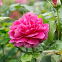 Rosa (H) Young Lycidas gm 4,0L