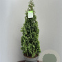 Thuja occ. 'Degroot's Spire' 90-100 cm 15L
