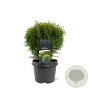 Thuja occ. 'Little Giant' 25-30 cm 3,5L