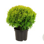 Thuja occ. 'Mirjam' 25-30 cm 2,0L