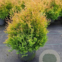 Thuja occ. 'Rheingold' GM C3