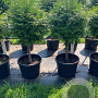 Thuja pl. 'Atrovirens' 60 cm stam cont. 70L bol