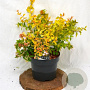 Abelia grandifl. 'Francis Mason' 25-30 cm 3,0L