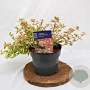 Abelia grandifl. Tricolor Charm 25-30 cm 3,0L