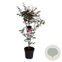 Acer pal. 'Bloodgood' 100-125 cm 14L