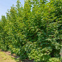 Acer platanoides 350-400 cm draadkluit meerstammig