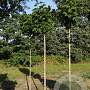 Acer plat. 'Globosum' 10-12 HO draadkluit