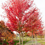Acer rubrum 'Austep' 8-10 HO draadkluit