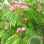 Albizia julibr. 'Boubri' 6-8 HO 15L