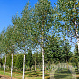 Betula p. 'Zwitsers Glorie' 10-12 HO draadkluit
