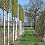 Betula utilis 'Doorenbos' 16-18 HO draadkluit 200 cm stam LEIVORM