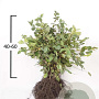 Carpinus betulus 40-60 cm wortelgoed