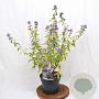 Caryopteris cland. 'White Surprise' 30-40 cm 3,0L