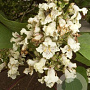 Catalpa ovata 14-16 HO draadkluit