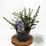 Ceanothus 'Blue Mound' 25-30 cm 3,0L