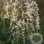 Cercis can. 'Vanilla Twist' 200-250 cm 15L