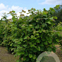 Corylus avellana 150-175 cm draadkluit struik