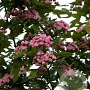Crataegus mordenensis 'Toba' 200-250 cm 5,0L