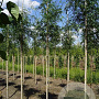 Gleditsia triac. 'Skyline' 8-10 HO draadkluit