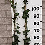 Hedera hel. 'Woerner' 125-150 cm 2,0L 3-4 tak