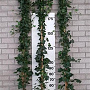 Hedera hibernica 250-300 cm 15L 8-12 tak