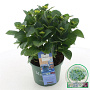Hydrangea m. Magical Revolution 30-40 cm 5,0L blauw