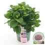 Hydrangea m. Magic. Revolution Pink 30-40 cm 5,0L rose