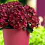 Hydrangea m. Magical Ruby Tuesday 15-20 cm 2,0L