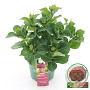 Hydrangea m. Magical Ruby Tuesday 30-40 cm 5,0L