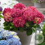 Hydrangea m. Music Coll. Red Reggae 15-20 cm 2,0L