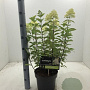 Hydrangea pan. 'Limelight' 40-60 cm 5,0L