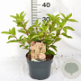 Hydrangea pan. 'Phantom' 40-50 cm 3,0L