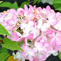 Hydrangea pan. Sundae Fraise 40-60 cm 5,0L