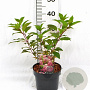 Hydrangea pan. Vanille-Fraise 30-40 cm 3,0L