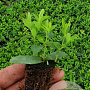 Hypericum calycinum GM stektray 104 gaats