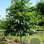 Juglans regia 400-450 cm draadkluit meerstammig