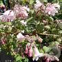 Kolkwitzia amabilis 'Pink Cloud' 60-80 cm 40L struik