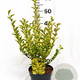 Ligustrum oval. 'Aureum' 30-40 cm 3,0L
