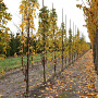 Liquidambar styraciflua 10-12 HO draadkluit geveerd