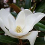 Magnolia grand. Alta 100-125 cm met kluit meerstammig