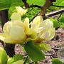 Magnolia 'Sunsation' 250-300 cm draadkluit meerstammig