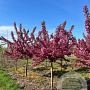 Malus 'Indian Magic' 20-25 HA draadkluit 120 cm stam