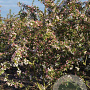 Malus 'Professor Sprenger' 300-350 cm draadkluit meerstammig