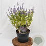 Perovskia atripl. 'Prime Time' 40-50 cm 3,0L