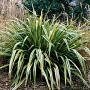 Phormium 'Duet' 30-40 cm 5,0L