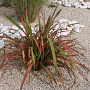 Phormium 'Jester' 30-40 cm 5,0L