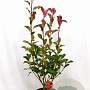 Photinia fraseri 'Camilvy' 40-60 cm 5,0L