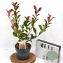 Photinia fraseri 'Mandarino' 40-50 cm 3,0L