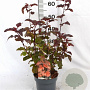 Physocarpus opulif. Diable d'Or 30-50 cm 3,0L